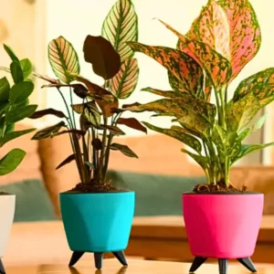 Buy Harshdeep "Lagos " Planter - Set of 4 From Nursery nisarga