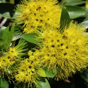 Buy First Love "Xanthostemon chrysanthus" – Red Penda Plant From Nursery Nisarga