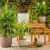 Buy Harshdeep Verona Eco - Planter From Nursery Nisarga