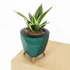 Dwarf Golden Hahnii Sansevieria | "Golden Snake"- Plants