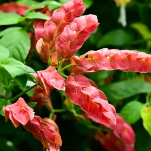 Buy Shrimp Plant, Beloperone guttata - Plant From Nursery Nisarga