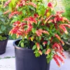 Buy Shrimp Plant, Beloperone guttata - Plant From Nursery Nisarga