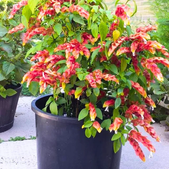 Shrimp Plant