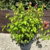 Buy Shrimp Plant, Beloperone guttata - Plant From Nursery Nisarga