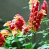 Buy Shrimp Plant, Beloperone guttata - Plant From Nursery Nisarga