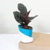 Buy Marantha Ornata Plant - Maranta Majestica, Calathea Ornata From Nursery Nisarga