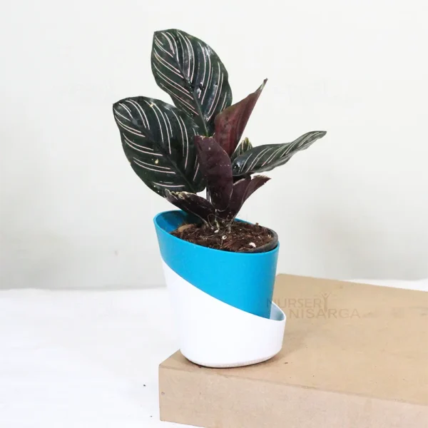 Buy Marantha Ornata Plant - Maranta Majestica, Calathea Ornata From Nursery Nisarga