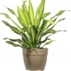 Buy Dracaena Dara Singh, Happy Corn plant from nursery nisarga