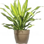 Buy Dracaena Dara Singh, Happy Corn plant from nursery nisarga