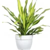 Buy Dracaena Dara Singh, Happy Corn plant from nursery nisarga