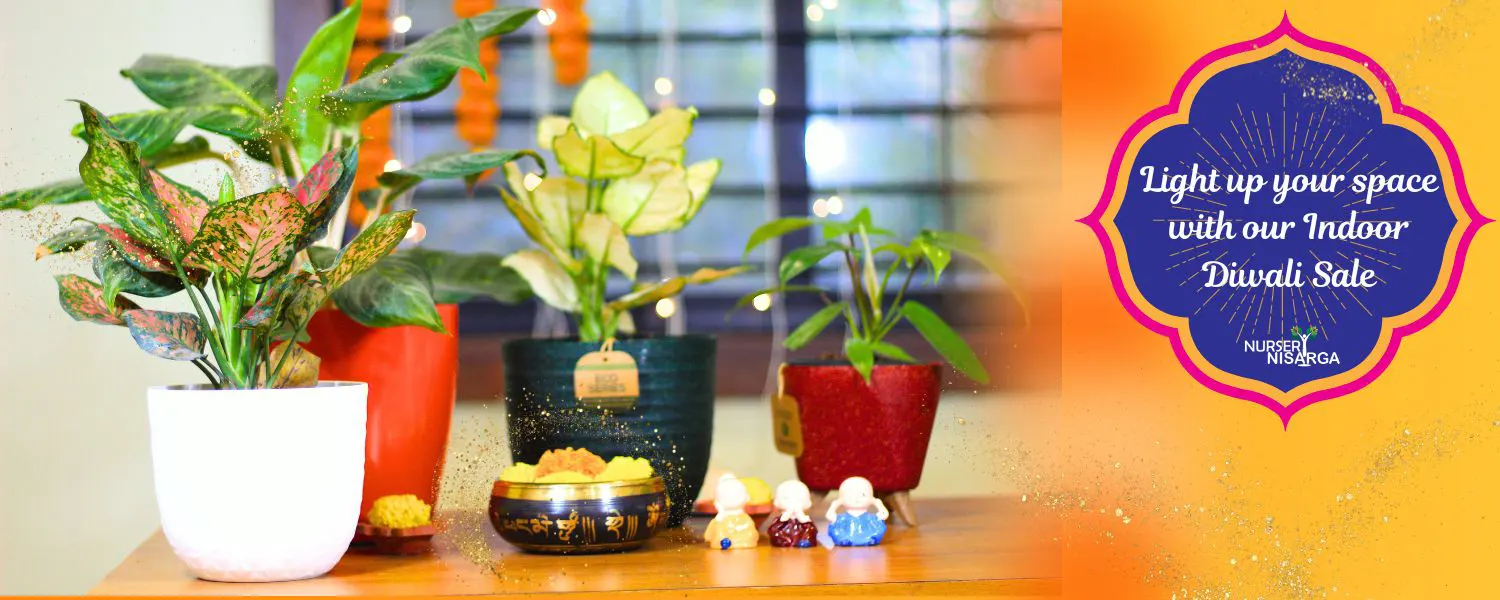 Buy Indoor Plants Diwali sale from Nursery Nisarga