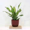 Buy Dracaena Dara Singh, Happy Corn plant From Nursery Nisarga