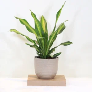 Buy Dracaena Dara Singh, Happy Corn plant From Nursery Nisarga