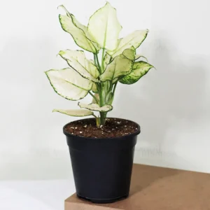 Buy Aglaonema Super White Plant From Nursery Nisarga
