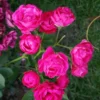 Buy Hyderabadi Rose - Rose plant from Nursery Nisarga