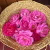 Buy Hyderabadi Rose - Rose plant from Nursery Nisarga