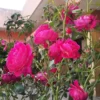 Buy Hyderabadi Rose - Rose plant from Nursery Nisarga