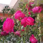 Buy Hyderabadi Rose - Rose plant from Nursery Nisarga