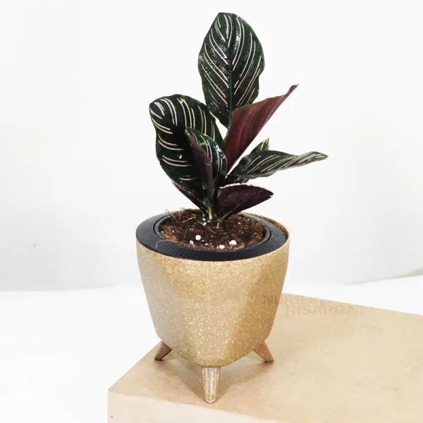 Buy Marantha Ornata Plant - Maranta Majestica, Calathea Ornata From Nursery Nisarga