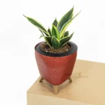 Dwarf Golden Hahnii Sansevieria | "Golden Snake"- Plants