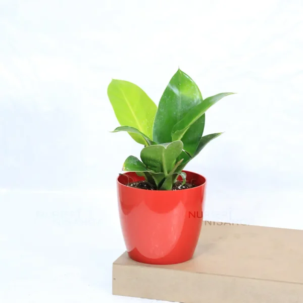 Buy Philodendron Moonlight/Moonshine Plant From Nursery Nisarga