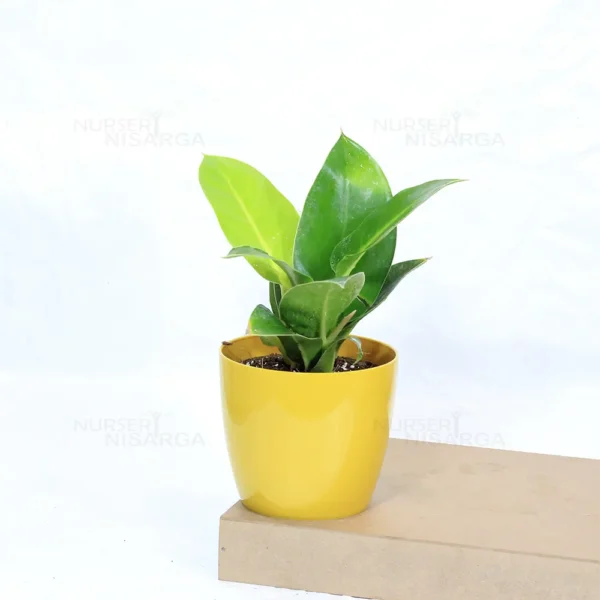 Buy Philodendron Moonlight/Moonshine Plant From Nursery Nisarga