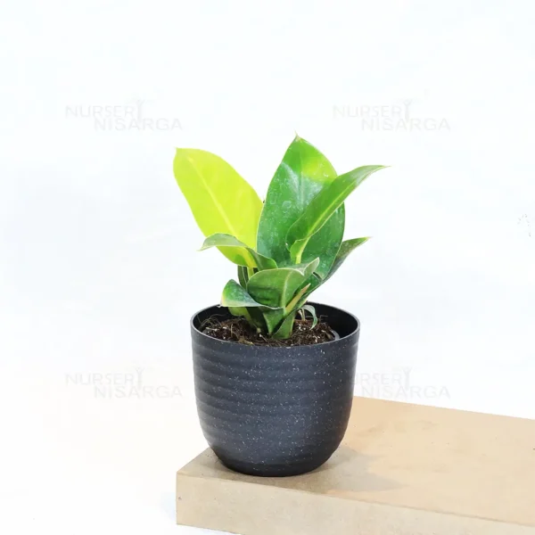 Buy Philodendron Moonlight/Moonshine Plant From Nursery Nisarga