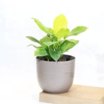 Buy Philodendron Moonlight/Moonshine Plant From Nursery Nisarga