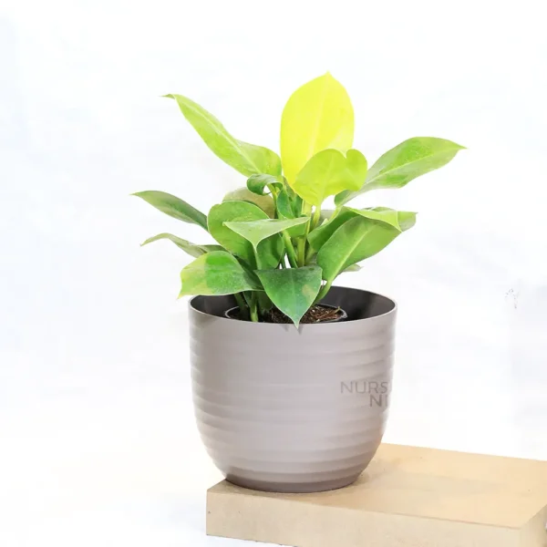 Buy Philodendron Moonlight/Moonshine Plant From Nursery Nisarga