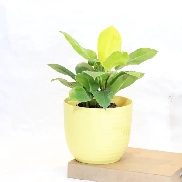 Buy Philodendron Moonlight/Moonshine Plant From Nursery Nisarga