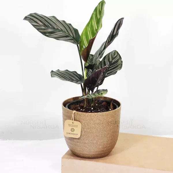 Buy Marantha Ornata Plant - Maranta Majestica, Calathea Ornata From Nursery Nisarga