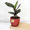 Buy Marantha Ornata Plant - Maranta Majestica, Calathea Ornata From Nursery Nisarga