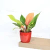 Buy Philodendron 'Prince of Orange'- Plant From Nursery Nisarga