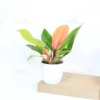 Buy Philodendron 'Prince of Orange'- Plant From Nursery Nisarga