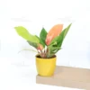 Buy Philodendron 'Prince of Orange'- Plant From Nursery Nisarga