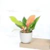 Buy Philodendron 'Prince of Orange'- Plant From Nursery Nisarga