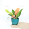 Buy Philodendron 'Prince of Orange'- Plant From Nursery Nisarga