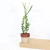 Buy Fishbone, Ric Rac Cactus - Succulent Plant From Nursery Nisarga