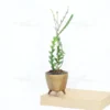 Buy Fishbone, Ric Rac Cactus - Succulent Plant From Nursery Nisarga