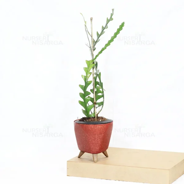 Buy Fishbone, Ric Rac Cactus - Succulent Plant From Nursery Nisarga