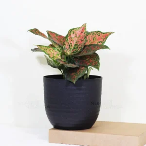 Buy Aglaonema Pink Beauty - Plant From Nursery Nisarga