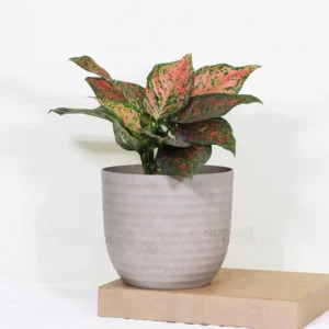 Buy Aglaonema Pink Beauty - Plant From Nursery Nisarga