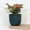 Buy Aglaonema Pink Beauty - Plant From Nursery Nisarga