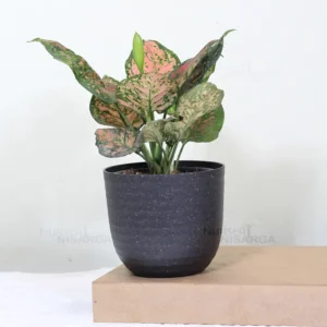 Buy Aglaonema Pink Beauty - Plant From Nursery Nisarga