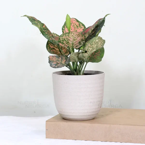 Buy Aglaonema Pink Beauty - Plant From Nursery Nisarga