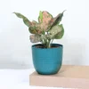 Buy Aglaonema Pink Beauty - Plant From Nursery Nisarga