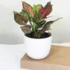 Buy Aglaonema Pink Beauty - Plant From Nursery Nisarga