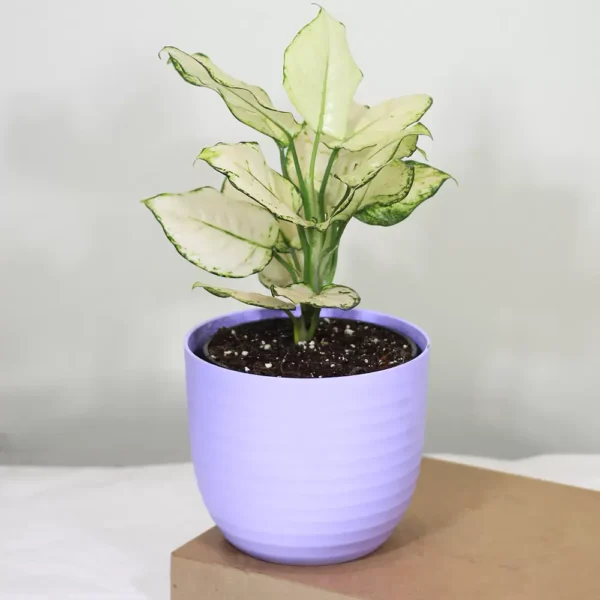 Buy Aglaonema Super White Plant From Nursery Nisarga