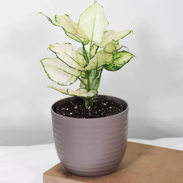 Buy Aglaonema Super White Plant From Nursery Nisarga