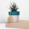 Buy Zebra Haworthia, Haworthia Fasciata from Nursery Nisarga